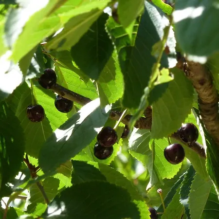 Viviendas Rurales Aldea De Dosamantes